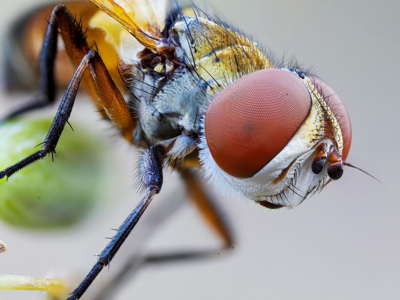 Tachinidae: Ectophasia cfr. crassipennis, femmina